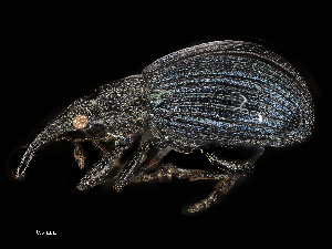  ( - CHARS00302-F04)  @11 [ ] CreativeCommons - Attribution (2019) CBG Photography Group Centre for Biodiversity Genomics