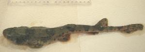  (Schroederichthys chilensis - 0358/G02)  @14 [ ] Unspecified (default): All Rights Reserved  Unspecified Unspecified