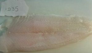  ( - FLID035)  @11 [ ] CreativeCommons - Attribution Share-Alike (2013) Museum National d'Histoire Naturelle, Paris Museum National d'Histoire Naturelle, Paris