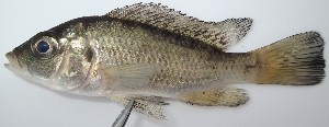  (Sargochromis - C083_Kafue)  @11 [ ] Unspecified (default): All Rights Reserved  Unspecified Unspecified