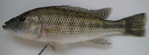  (Serranochromis thumbergi - G034_Kafue)  @11 [ ] Unspecified (default): All Rights Reserved  Unspecified Unspecified