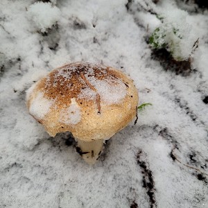  (Hygrophorus bakerensis - iNat100739103)  @11 [ ] some rights reserved (CC BY) (2021) Kathleen Dobson Unspecified