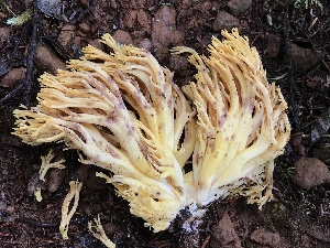  (Ramaria gelatiniaurantia var. violeitingens - iNat63137869)  @11 [ ] all rights reserved (2020) Mary McCallum Unspecified