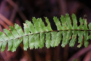  (Asplenium monanthes - AVM280)  @11 [ ] CreativeCommons-Atribution Non-commercial Share -Alike (2019) Rafael F. del Castillo Instituto Politécnico Nacional