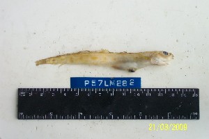  ( - Ber_282)  @13 [ ] No Rights Reserved (2008) Unspecified Institute of Marine Biology, Vladivostok