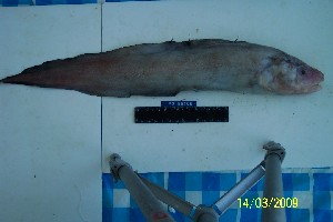  (Bothrocara zestum - Ber_105)  @12 [ ] No Rights Reserved (2008) Unspecified Institute of Marine Biology, Vladivostok