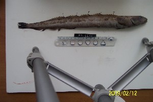  ( - Ber_46)  @12 [ ] No Rights Reserved (2008) Unspecified Institute of Marine Biology, Vladivostok