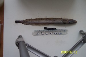  ( - Ber_47)  @12 [ ] No Rights Reserved (2008) Unspecified Institute of Marine Biology, Vladivostok