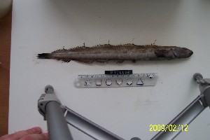  ( - Ber_48)  @12 [ ] No Rights Reserved (2008) Unspecified Institute of Marine Biology, Vladivostok