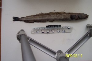  ( - Ber_49)  @12 [ ] No Rights Reserved (2008) Unspecified Institute of Marine Biology, Vladivostok