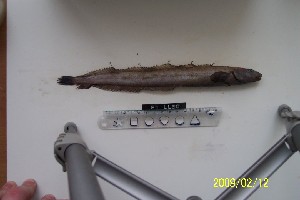  ( - Ber_50)  @12 [ ] No Rights Reserved (2008) Unspecified Institute of Marine Biology, Vladivostok