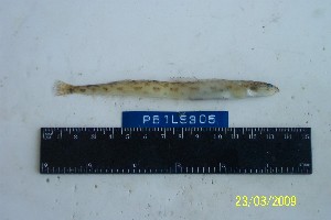  ( - Ber_305)  @12 [ ] No Rights Reserved (2008) Unspecified Institute of Marine Biology, Vladivostok