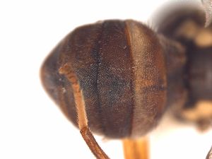  ( - BPC4342)  @12 [ ] CreativeCommons - Attribution  BPRC 2010 Unspecified