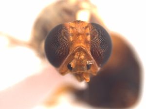  ( - BPC4342)  @12 [ ] CreativeCommons - Attribution  BPRC 2010 Unspecified