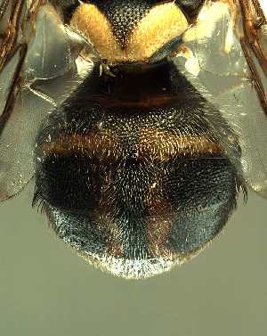  ( - BPC4256)  @13 [ ] Unspecified (default): All Rights Reserved  Bio-protection Research Centre Unspecified