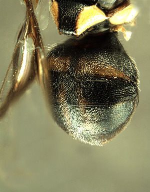  ( - BPC4257)  @13 [ ] Unspecified (default): All Rights Reserved  Bio-protection Research Centre Unspecified