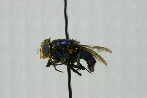  ( - QCAZI_115010)  @12 [ ] CreativeCommons - Attribution (2014) David A. Donoso & Emilia Moreno PUCE