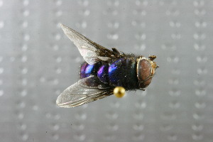  ( - QCAZI_115034)  @12 [ ] CreativeCommons - Attribution (2014) David A. Donoso & Emilia Moreno PUCE