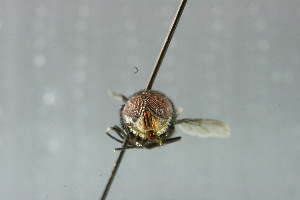  ( - QCAZI_115034)  @12 [ ] CreativeCommons - Attribution (2014) David A. Donoso & Emilia Moreno PUCE