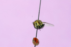  ( - QCAZI_121856)  @12 [ ] CreativeCommons - Attribution (2014) David A. Donoso & Emilia Moreno PUCE