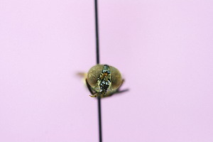  ( - QCAZI_122125)  @12 [ ] Unspecified (default): All Rights Reserved (2014) David A. Donoso & Emilia Moreno PUCE