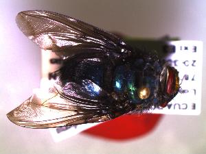  ( - QCAZI_224623)  @11 [ ] Copyright (2018) EMILIA MORENO Pontificia Universidad Catolica del Ecuador, Museo de Zoologia