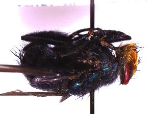  ( - QCAZI_224623)  @11 [ ] CreativeCommons - Attribution Share-Alike (2018) EMILIA MORENO Pontificia Universidad Catolica del Ecuador, Museo de Zoologia