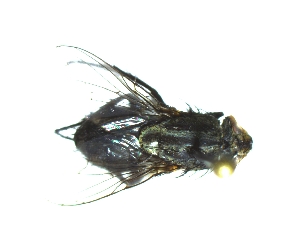  ( - QCAZI_235554)  @12 [ ] Unspecified (default): All Rights Reserved  Unspecified Unspecified