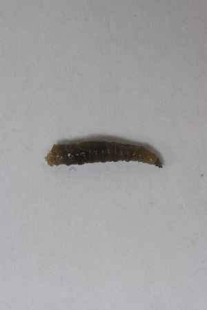  ( - CHLoj0039)  @12 [ ] Unspecified (default): All Rights Reserved  Unspecified Unspecified