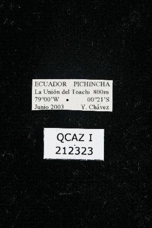  ( - QCAZI_212323)  @11 [ ] Unspecified (default): All Rights Reserved (2016) Mariela Domínguez PUCE