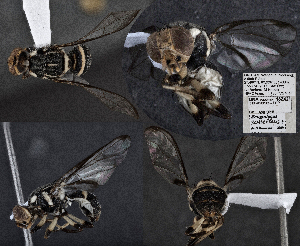  (Zeugodacus scutellaris - CSCAFFPSpecimen_18Z421)  @11 [ ] Copyright (2023) Severyn Kornieiev California State Collection of Arthropods
