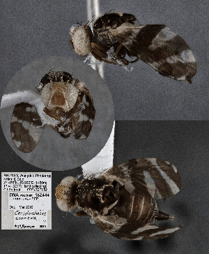  (Cecidochares - CSCAFFPSpecimen_18Z444)  @11 [ ] Copyright (2023) Severyn Kornieiev California State Collection of Arthropods