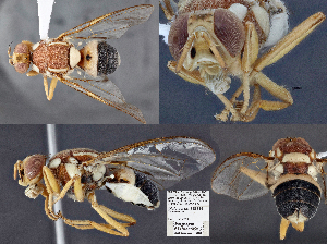  (Bactrocera aethriobasis - CSCAFFPSpecimen_19E144)  @11 [ ] Copyright (2023) Severyn Kornieiev California State Collection of Arthropods