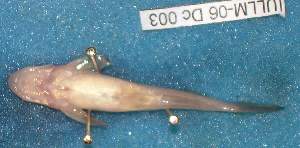  ( - MLP 9936)  @12 [ ] Copyright (2014) Victor E. Cussac INIBIOMA