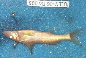  ( - MLP 9936)  @12 [ ] Copyright (2014) Victor E. Cussac INIBIOMA