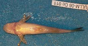  ( - MLP 9855)  @12 [ ] Copyright (2014) Victor E. Cussac INIBIOMA