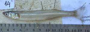  ( - MLP 9861)  @13 [ ] Copyright (2014) Victor E. Cussac INIBIOMA
