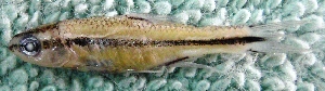  (Tampichthys erimyzonops - PTR122)  @13 [ ] Copyright (2010) Eduardo Soto Galera 2009 Unspecified