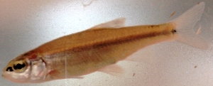  (Tampichthys dichroma - PTR209)  @13 [ ] Copyright (2010) Eduardo Soto Galera Unspecified