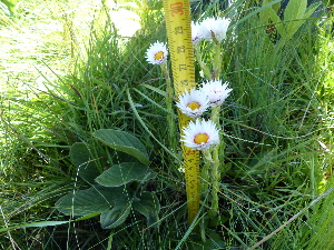  (Helichrysum monticola - FFVCC218)  @11 [ ] nrr  Unspecified Unspecified