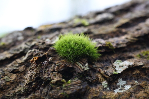  ( - 004_006)  @11 [ ] CreativeCommons - Attribution Non-Commercial Share-Alike (2019) Kostrzyca Forest Gene Bank Kostrzyca Forest Gene Bank