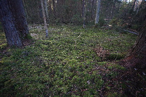  ( - 005_011)  @11 [ ] CreativeCommons - Attribution Non-Commercial Share-Alike (2019) Kostrzyca Forest Gene Bank Kostrzyca Forest Gene Bank