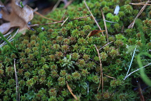  ( - 005_012)  @11 [ ] CreativeCommons - Attribution Non-Commercial Share-Alike (2019) Kostrzyca Forest Gene Bank Kostrzyca Forest Gene Bank