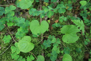  ( - 033_002)  @11 [ ] CreativeCommons - Attribution Non-Commercial Share-Alike (2019) Kostrzyca Forest Gene Bank Kostrzyca Forest Gene Bank