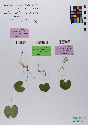  ( - 033_002)  @11 [ ] CreativeCommons - Attribution Non-Commercial Share-Alike (2019) Kostrzyca Forest Gene Bank Kostrzyca Forest Gene Bank