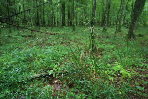  ( - 034_004)  @11 [ ] CreativeCommons - Attribution Non-Commercial Share-Alike (2019) Kostrzyca Forest Gene Bank Kostrzyca Forest Gene Bank