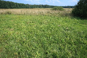  ( - 037_002)  @11 [ ] CreativeCommons - Attribution Non-Commercial Share-Alike (2019) Kostrzyca Forest Gene Bank Kostrzyca Forest Gene Bank