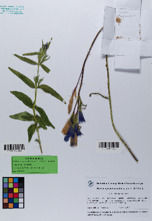  ( - 037_002)  @11 [ ] CreativeCommons - Attribution Non-Commercial Share-Alike (2019) Kostrzyca Forest Gene Bank Kostrzyca Forest Gene Bank