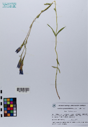  ( - 037_003)  @11 [ ] CreativeCommons - Attribution Non-Commercial Share-Alike (2019) Kostrzyca Forest Gene Bank Kostrzyca Forest Gene Bank