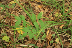  ( - 038_001)  @11 [ ] CreativeCommons - Attribution Non-Commercial Share-Alike (2019) Kostrzyca Forest Gene Bank Kostrzyca Forest Gene Bank